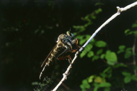 停在枝条上的蜻蜓图片