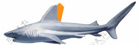 一只银色大鲨鱼免抠png透明图层素材