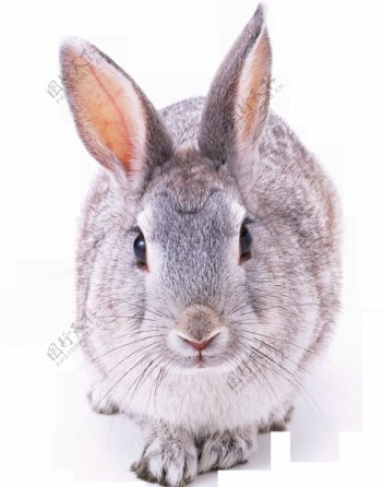 一只杂毛兔子免抠png透明图层素材