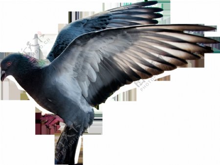 展翅飞翔的鸽子免抠png透明图层素材