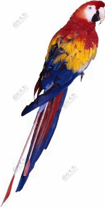 彩色休息的鹦鹉免抠png透明图层素材