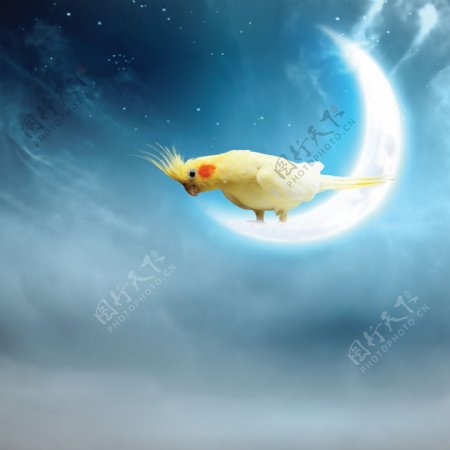 月亮上鹦鹉图片