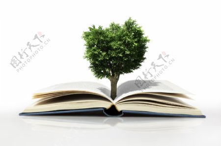 书上的一棵树图片