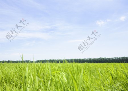 绿色草地素材图片