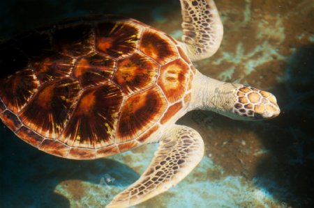 海底的海龟图片