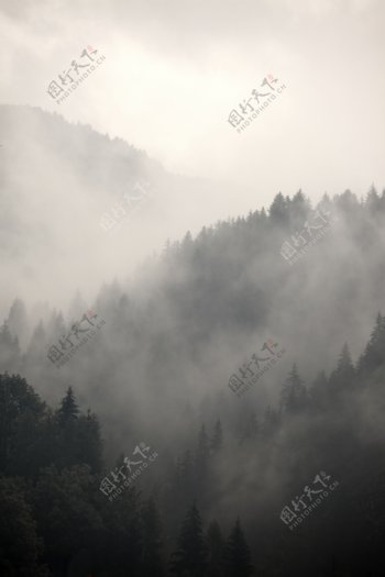 森林白雾风景图片