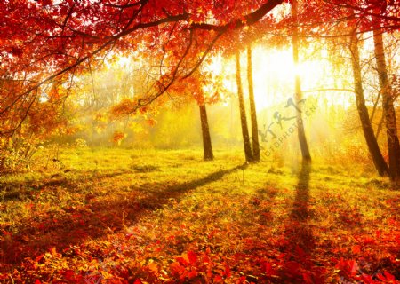 美丽的秋天枫树林图片