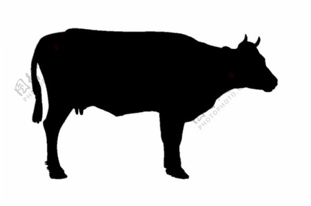 黑色奶牛剪影免抠png透明图层素材