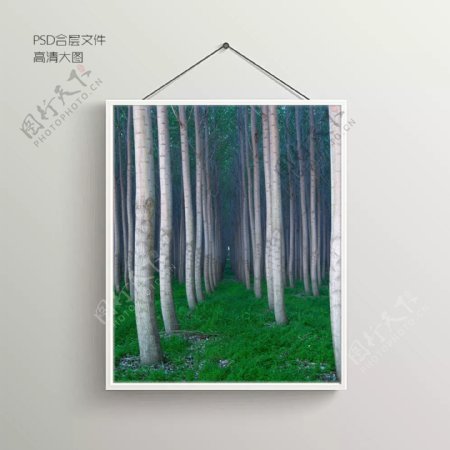 树林摄影无框装饰画