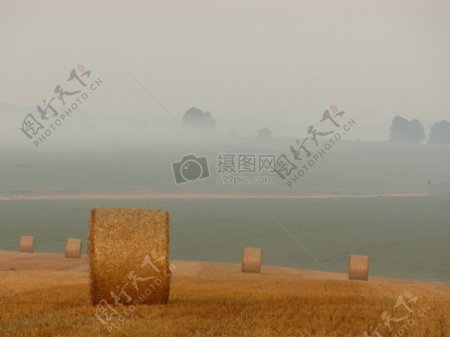 现场雾农业收获谷物干草包