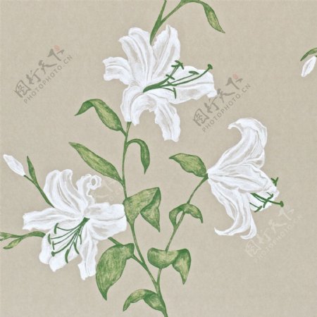 白色花朵壁纸设计