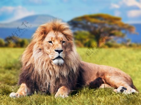 躺着草地上的狮子图片