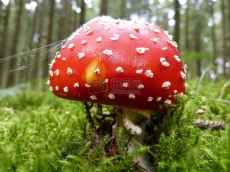 树林间生长着的彩色蘑菇