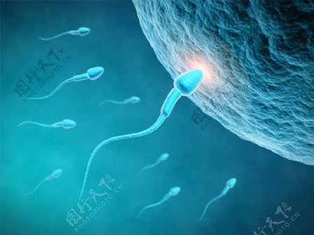 精子进入卵细胞