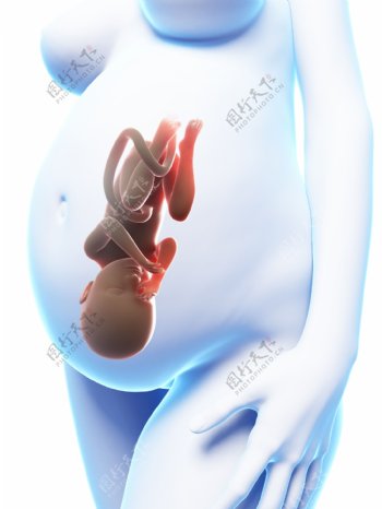 肚子里的胎儿