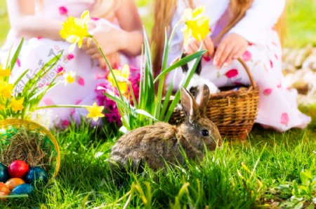 草丛里的彩蛋与兔子图片