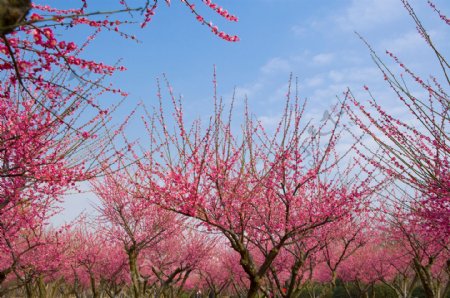 蓝天下的桃花盛开的桃林图片图片