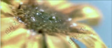 雨中的葵花雨水拍打在花朵上高清实拍视频素材1