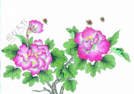 工笔画花与蜜蜂图片