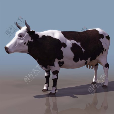 奶牛3D模型