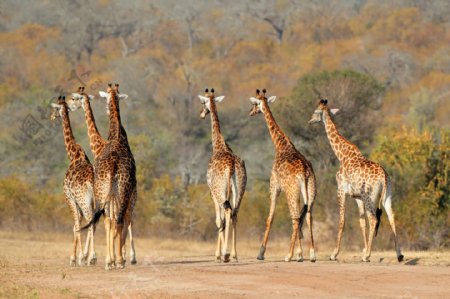 长颈鹿群图片