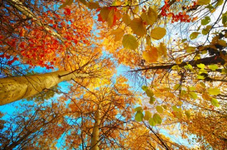 秋天风景摄影图片