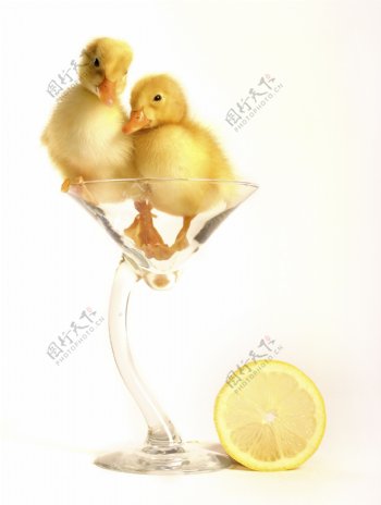 两只站在杯子里的小鸭子图片