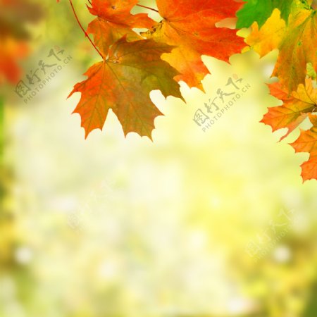 梦幻光斑树叶背景图片