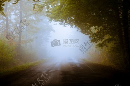 道路自然森林树木雾秋天秋天