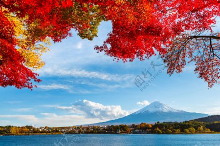 秋季美丽的富士山图片
