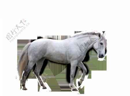 白色骏马免抠png透明图层素材