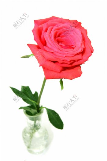 花瓶里的红色玫瑰图片
