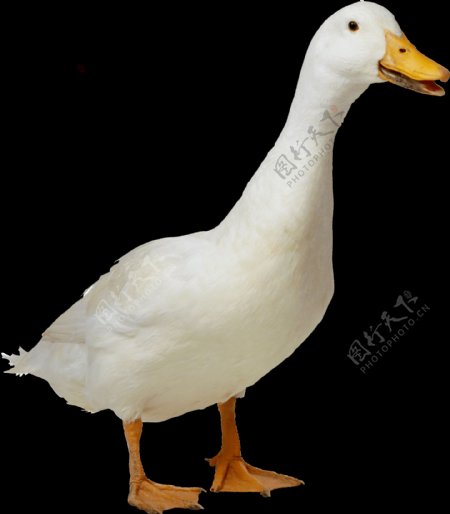 纯白色羽毛的鸭子免抠png透明图层素材