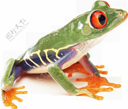 绿色调彩色青蛙免抠png透明图层素材