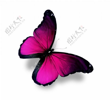 美丽紫色蝴蝶图片