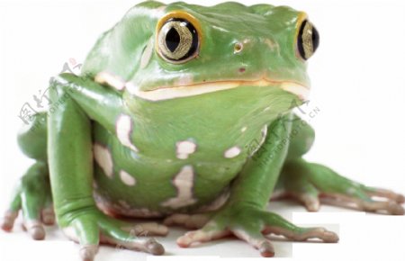 大眼睛绿色青蛙免抠png透明图层素材