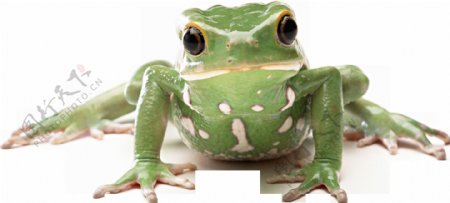 正面的绿色青蛙免抠png透明图层素材