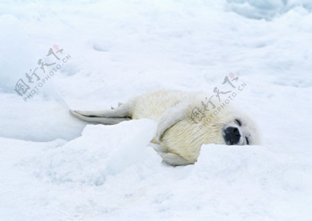 雪地上的海豹图片