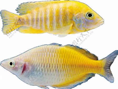 黄色漂亮热带鱼图片免抠png透明图层素材