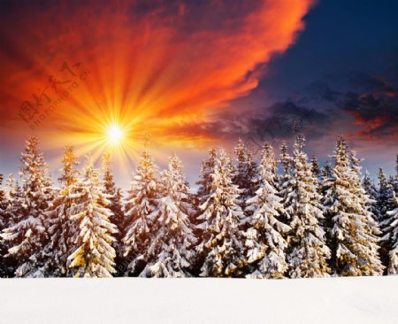 冬天树林雪景图片