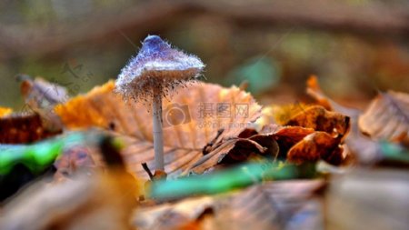 落叶旁的蘑菇