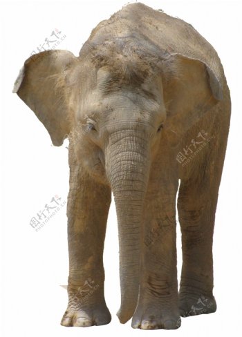 站着的大象图片免抠png透明图层素材