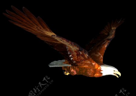 正在飞翔的棕色老鹰免抠png透明图层素材