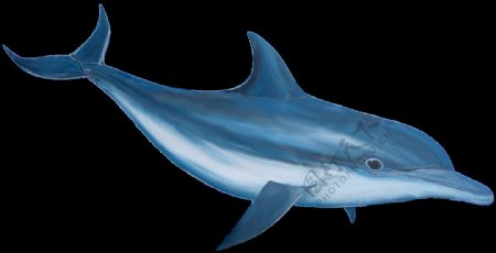 蓝色可爱的海豚图片免抠png透明图层素材
