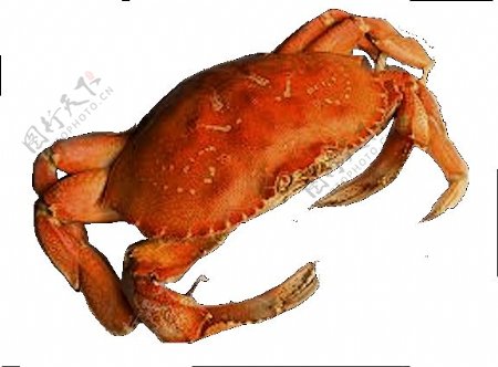 红褐色螃蟹图片免抠png透明图层素材