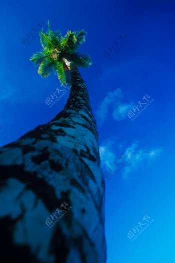 海边椰子树仰视图图片