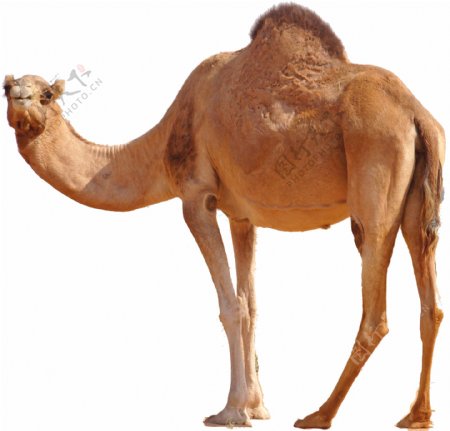 棕色单峰骆驼图片免抠png透明图层素材