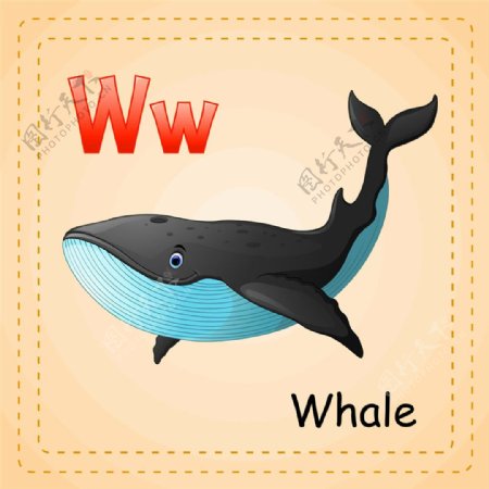 鲸鱼英词单词图片