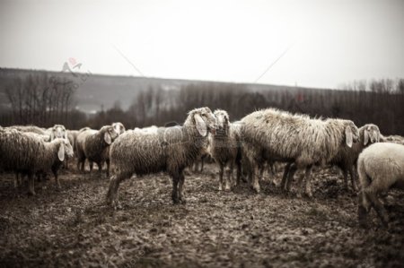 黑与白动物羊羊群牛群