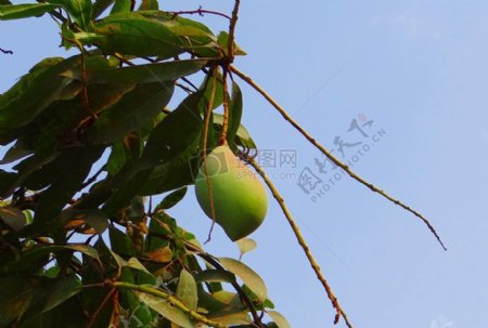 树枝上的芒果